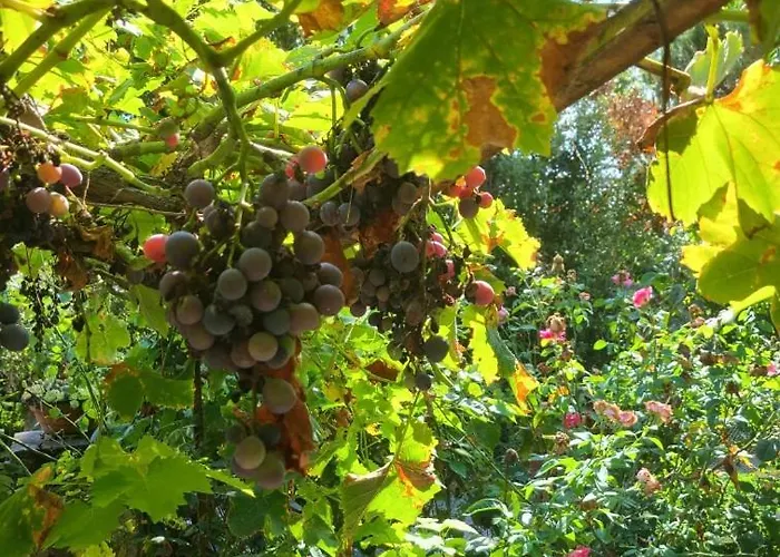 Dans Maison D'hote Gasthuis *